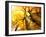 Autumn Trees.Fall-Subbotina Anna-Framed Photographic Print