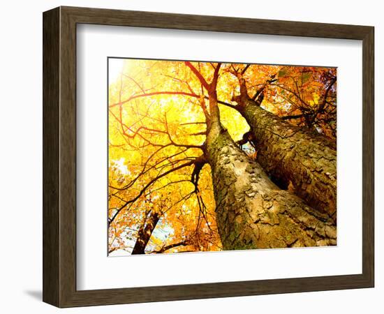 Autumn Trees.Fall-Subbotina Anna-Framed Photographic Print