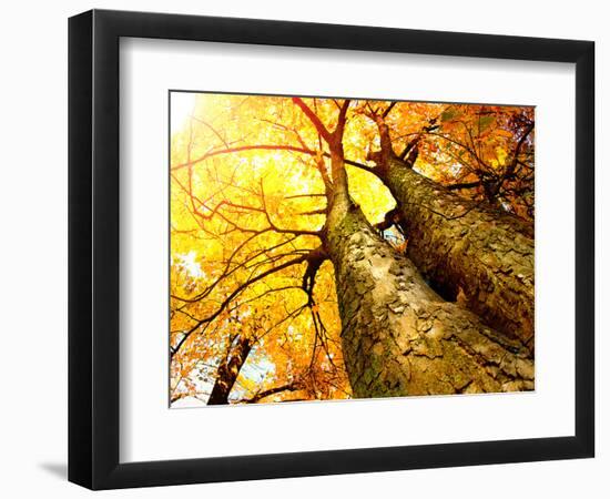 Autumn Trees.Fall-Subbotina Anna-Framed Photographic Print