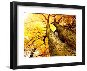 Autumn Trees.Fall-Subbotina Anna-Framed Photographic Print