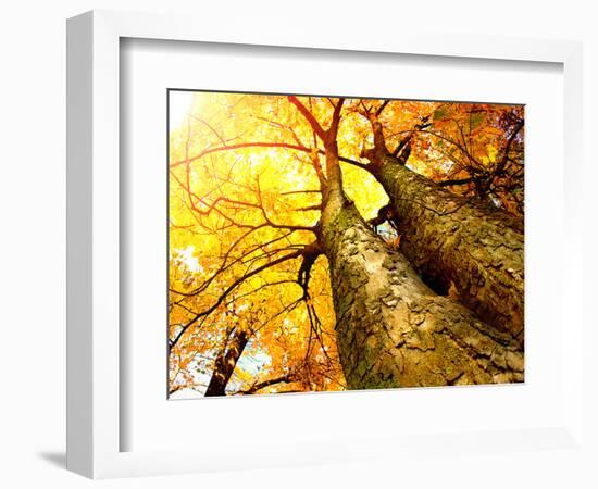 Autumn Trees.Fall-Subbotina Anna-Framed Photographic Print