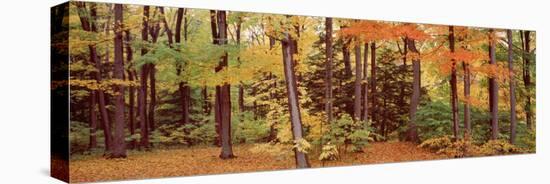 Autumn Trees in a Forest, Chestnut Ridge Park, New York, USA-null-Stretched Canvas
