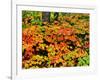 Autumn trees in a forest, Keweenaw Peninsula, Upper Peninsula, Michigan, USA-null-Framed Photographic Print