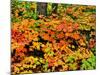 Autumn trees in a forest, Keweenaw Peninsula, Upper Peninsula, Michigan, USA-null-Mounted Photographic Print
