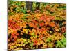 Autumn trees in a forest, Keweenaw Peninsula, Upper Peninsula, Michigan, USA-null-Mounted Premium Photographic Print