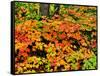 Autumn trees in a forest, Keweenaw Peninsula, Upper Peninsula, Michigan, USA-null-Framed Stretched Canvas