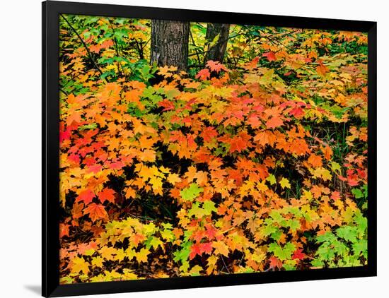 Autumn trees in a forest, Keweenaw Peninsula, Upper Peninsula, Michigan, USA-null-Framed Photographic Print