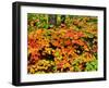 Autumn trees in a forest, Keweenaw Peninsula, Upper Peninsula, Michigan, USA-null-Framed Photographic Print