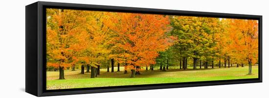 Autumn trees in a park, Chestnut Ridge County Park, Orchard Park, Erie County, New York State, USA-null-Framed Stretched Canvas