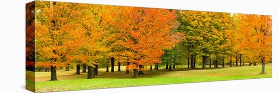 Autumn trees in a park, Chestnut Ridge County Park, Orchard Park, Erie County, New York State, USA-null-Stretched Canvas