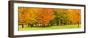 Autumn trees in a park, Chestnut Ridge County Park, Orchard Park, Erie County, New York State, USA-null-Framed Photographic Print