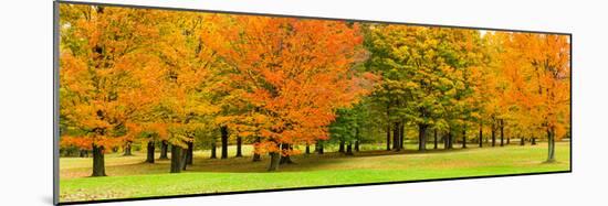 Autumn trees in a park, Chestnut Ridge County Park, Orchard Park, Erie County, New York State, USA-null-Mounted Photographic Print