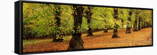 Autumn Trees in a Park, Clumber Park, Nottinghamshire, England-null-Framed Stretched Canvas