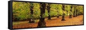 Autumn Trees in a Park, Clumber Park, Nottinghamshire, England-null-Framed Stretched Canvas