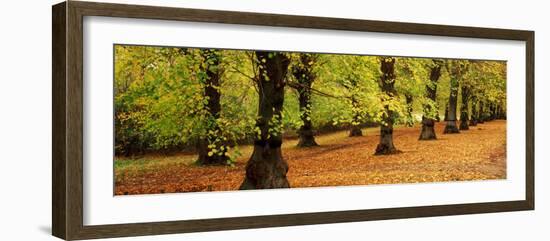 Autumn Trees in a Park, Clumber Park, Nottinghamshire, England-null-Framed Photographic Print