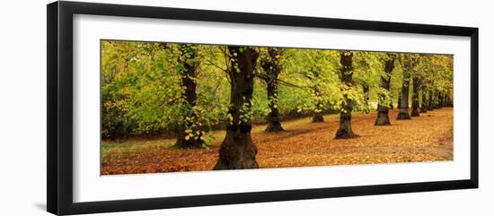 Autumn Trees in a Park, Clumber Park, Nottinghamshire, England-null-Framed Photographic Print