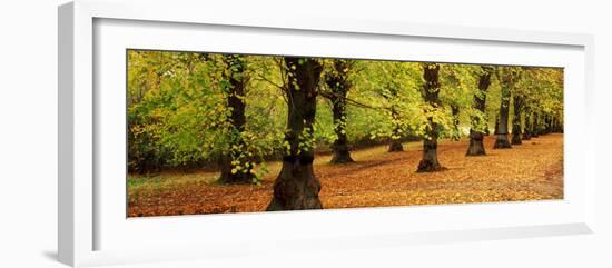 Autumn Trees in a Park, Clumber Park, Nottinghamshire, England-null-Framed Photographic Print