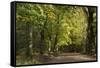 Autumn Trees in Hampstead Heath-Natalie Tepper-Framed Stretched Canvas