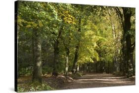Autumn Trees in Hampstead Heath-Natalie Tepper-Stretched Canvas
