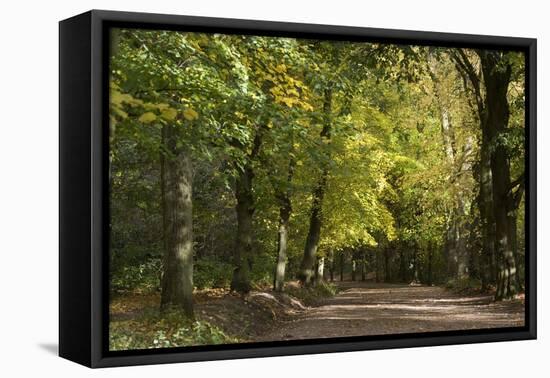 Autumn Trees in Hampstead Heath-Natalie Tepper-Framed Stretched Canvas