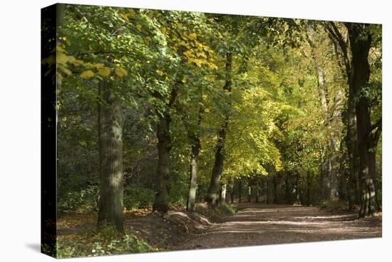 Autumn Trees in Hampstead Heath-Natalie Tepper-Stretched Canvas