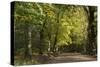 Autumn Trees in Hampstead Heath-Natalie Tepper-Stretched Canvas