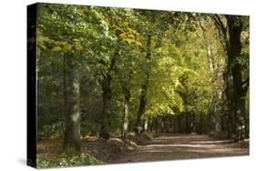 Autumn Trees in Hampstead Heath-Natalie Tepper-Stretched Canvas