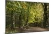 Autumn Trees in Hampstead Heath-Natalie Tepper-Mounted Photographic Print