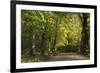 Autumn Trees in Hampstead Heath-Natalie Tepper-Framed Photographic Print