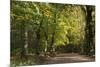 Autumn Trees in Hampstead Heath-Natalie Tepper-Mounted Photographic Print