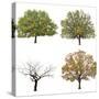 Autumn Trees  Isolated on White Background.-lilkar-Stretched Canvas