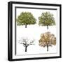 Autumn Trees  Isolated on White Background.-lilkar-Framed Photographic Print