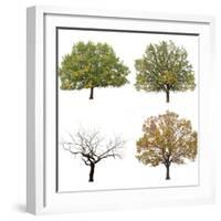 Autumn Trees  Isolated on White Background.-lilkar-Framed Photographic Print