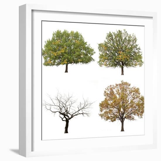 Autumn Trees  Isolated on White Background.-lilkar-Framed Photographic Print