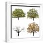 Autumn Trees  Isolated on White Background.-lilkar-Framed Photographic Print