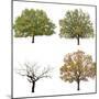 Autumn Trees  Isolated on White Background.-lilkar-Mounted Photographic Print