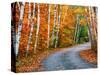 Autumn Trees Lining Country Road-Cindy Kassab-Stretched Canvas