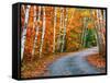 Autumn Trees Lining Country Road-Cindy Kassab-Framed Stretched Canvas