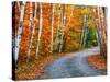 Autumn Trees Lining Country Road-Cindy Kassab-Stretched Canvas