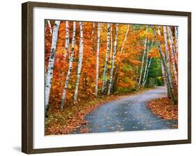 Autumn Trees Lining Country Road-Cindy Kassab-Framed Photographic Print