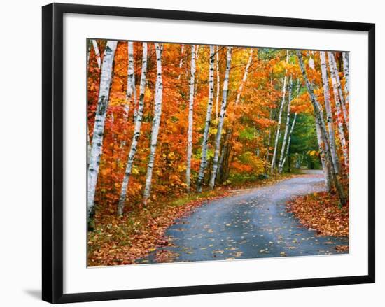 Autumn Trees Lining Country Road-Cindy Kassab-Framed Photographic Print