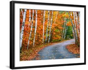 Autumn Trees Lining Country Road-Cindy Kassab-Framed Photographic Print