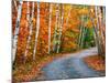 Autumn Trees Lining Country Road-Cindy Kassab-Mounted Photographic Print