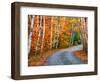 Autumn Trees Lining Country Road-Cindy Kassab-Framed Photographic Print