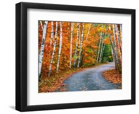 Autumn Trees Lining Country Road-Cindy Kassab-Framed Photographic Print