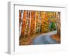 Autumn Trees Lining Country Road-Cindy Kassab-Framed Photographic Print