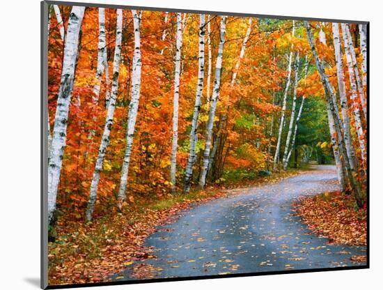 Autumn Trees Lining Country Road-Cindy Kassab-Mounted Photographic Print