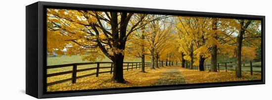 Autumn Trees Near Waynesboro Virginia USA-null-Framed Stretched Canvas