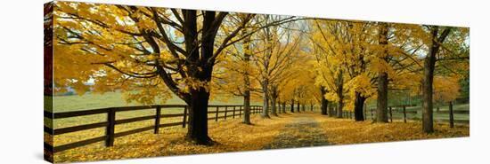 Autumn Trees Near Waynesboro Virginia USA-null-Stretched Canvas