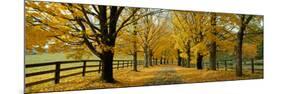 Autumn Trees Near Waynesboro Virginia USA-null-Mounted Premium Photographic Print